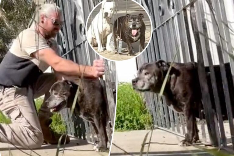'Chonky' dog tries to wriggle his way to freedom - but gets stuck in fence and has to be rescued by passerby: 'Too much food'

